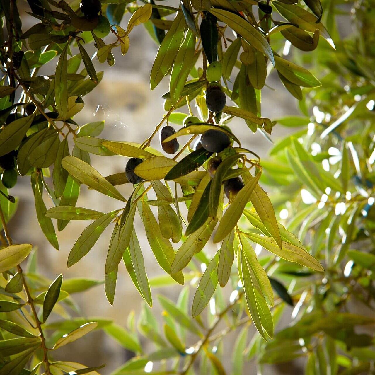 Symbolbild FOR Badtrend Olivgrün Olivenzweige mit grünen Blättern und Oliven